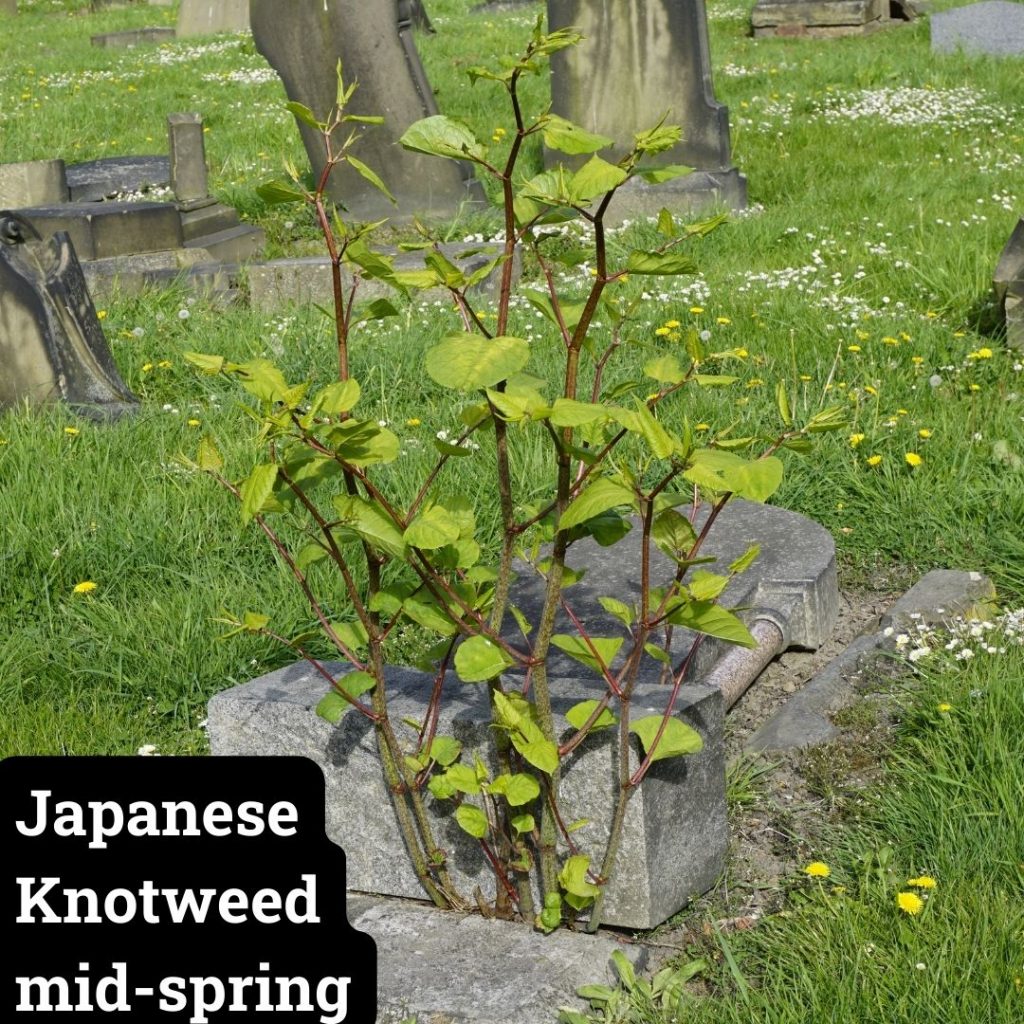 japanese knotweed spring